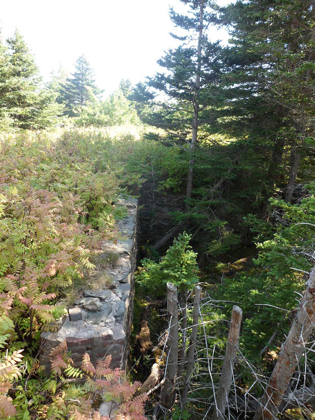 Stone wall in the forest, surrounded by ferns and trees.