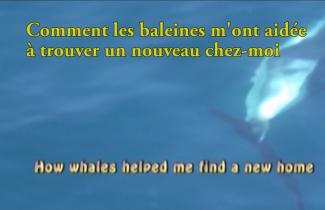 A whale can be seen underwater.